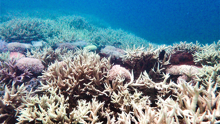 Keppel corals show resilience following severe bleaching | AIMS