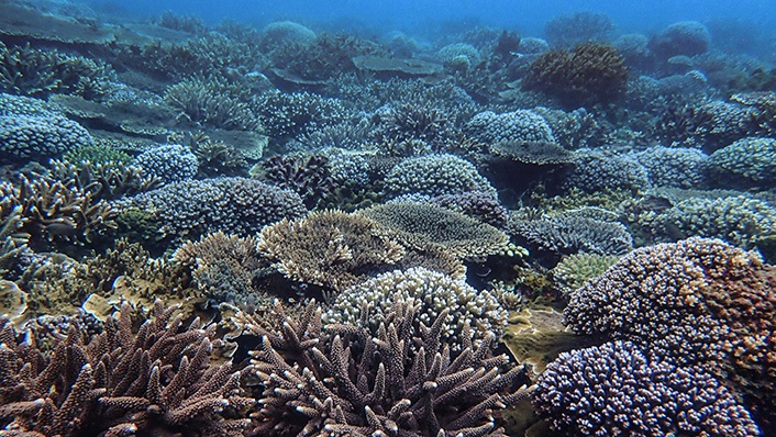 Reefscape featuring healthy corals in the Keppel Islands.