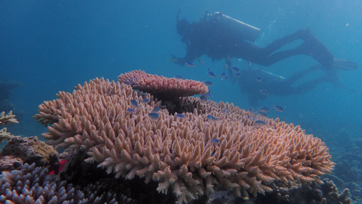 Divers underwater with beautiful coral in the foreground