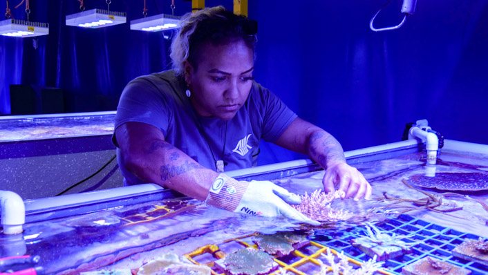 Indigenous woman works with coral in an aquaria