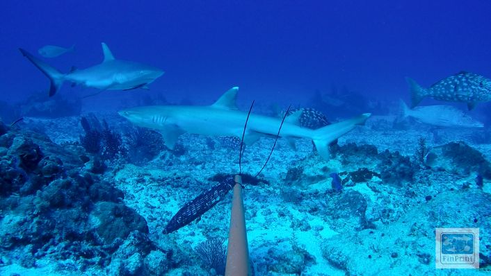 sharks spin past an underwater baited remote video station