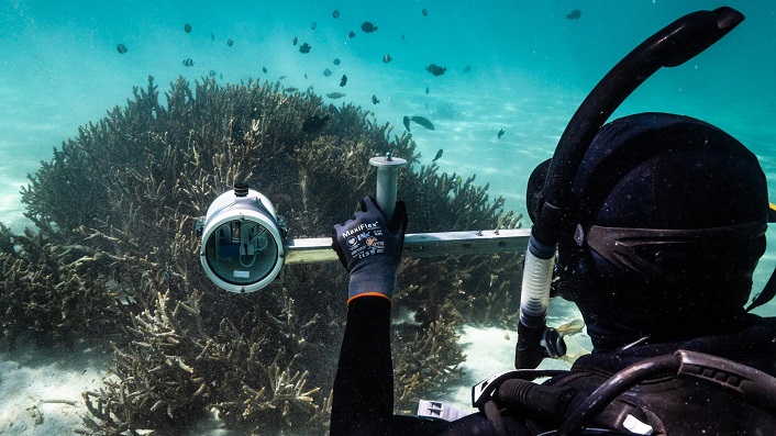 A snorkeler holds a camera on a bar to film a small coral colony