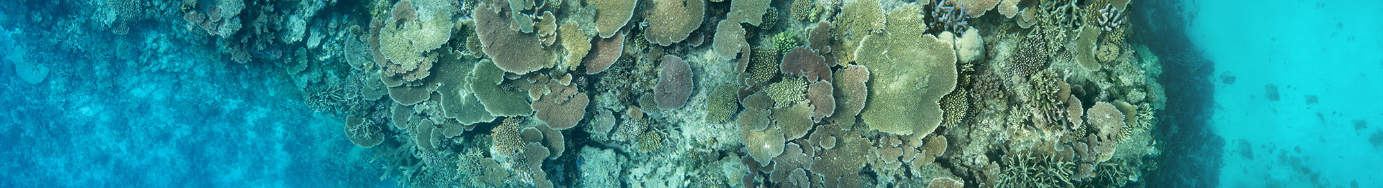 A reefscape from above