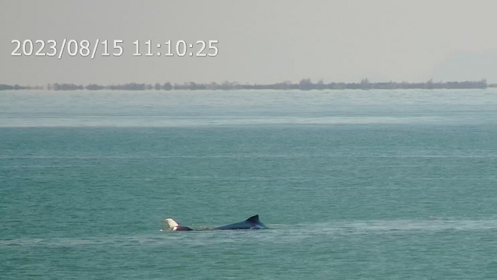 humpback mother and calf at the surface