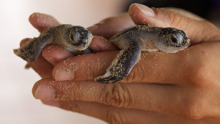 A pair of hands holding two baby turtles.