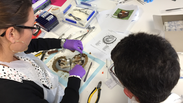 Two people are analysing a oyster