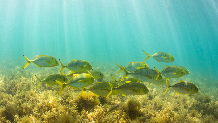 Fish swim over a bed of seaweed