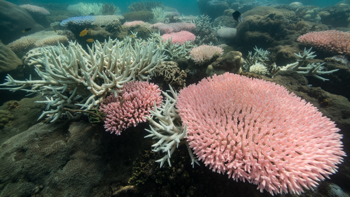 corals of bight pink and white on a reef with murky water
