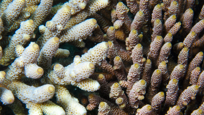 Two very similar corals side by side. The corals on the left is almost all white, the other corals is a brown colour.
