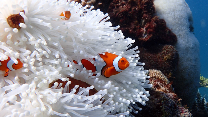a cute orange and white fish among the tentacles of a white anemone on a coral reef. the anemone is bleached.