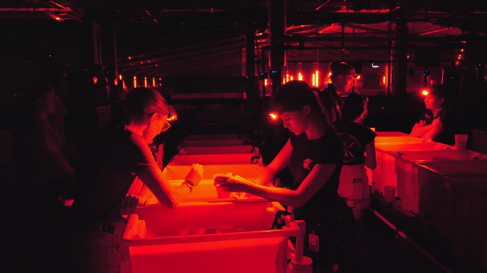 people with red head torches stand around plastic tubs which contain spawning corals