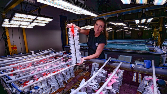 woman holds a tall stack of white star shaped devices over a large aquaria filled with devices of the same type