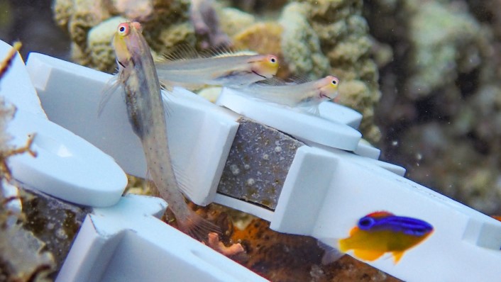 small fish sit on a white engineered devices on a coral reef. the image is close enough to see the eyes of the small fish.