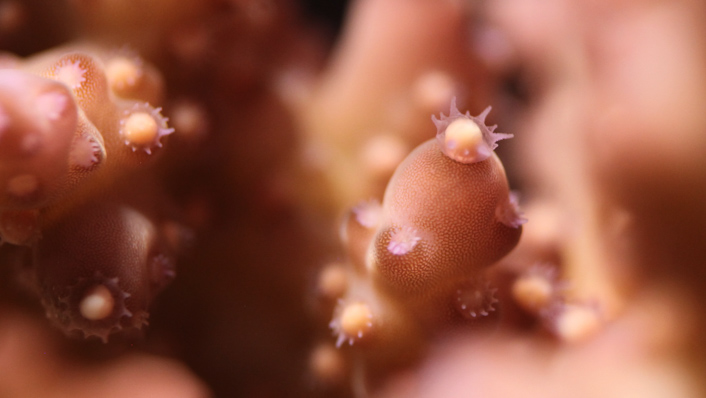 closeup photo of pink coloured coral. some of the polyps have bundles of eggs sitting in their mouth. The background is black and the foreground is soft focus.