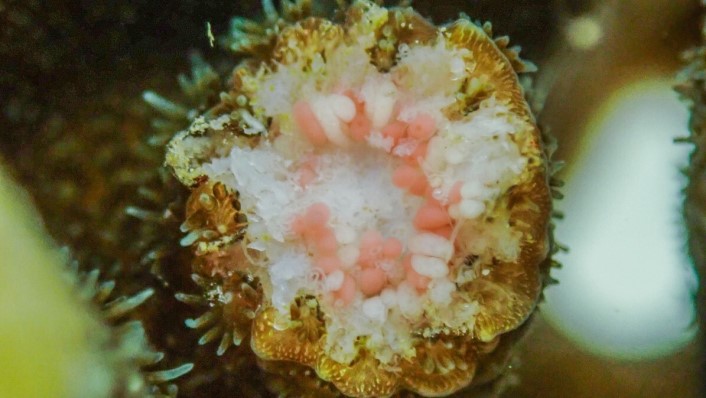 a close up look inside a coral with many pink small balls inside the white coral skeleton