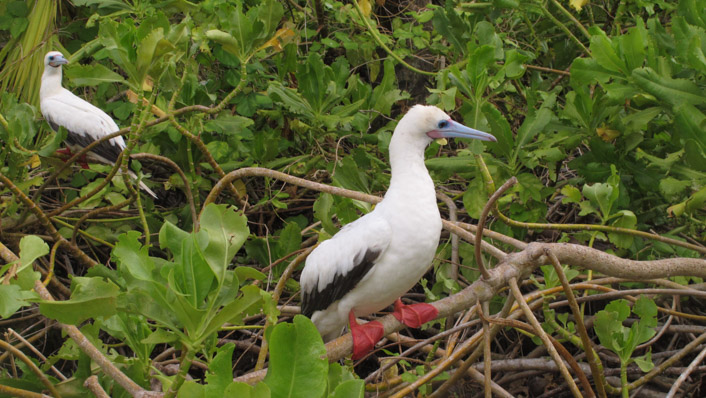 Two birds sit on tree branches