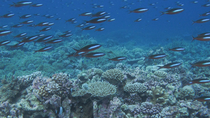 Reefscape with a school of fish swimming above the reef