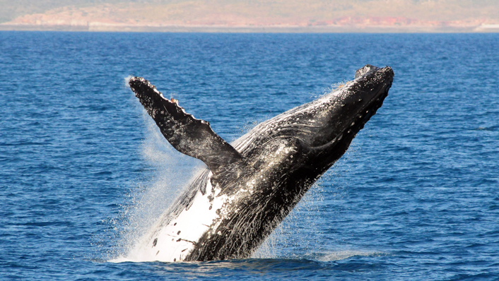 A humpback whale jumps out of the water