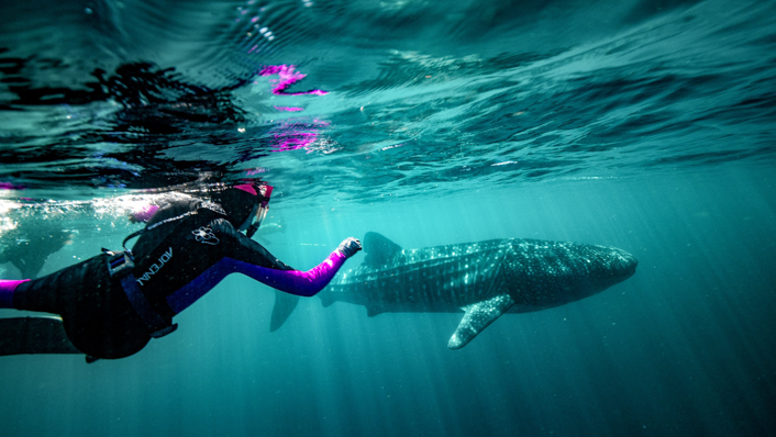 A snorkeler swims next to a whale sahrk