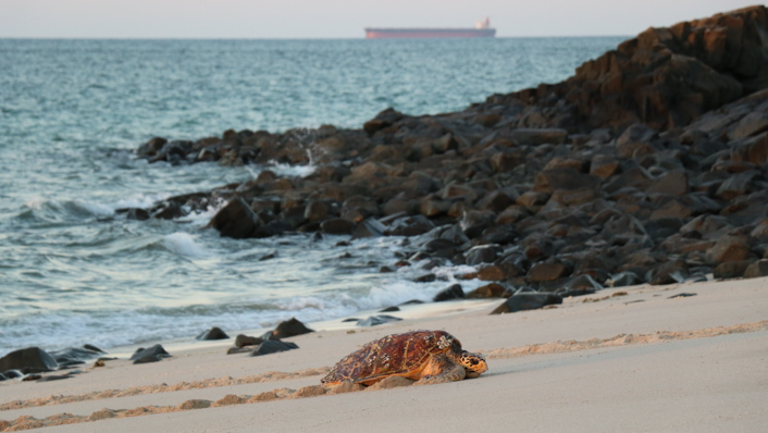 a turtle crawls up a beach with a tanker at sea in the background