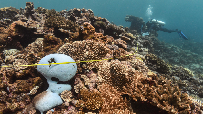 A lone coral colony is bleaching on the reef slop while a diver monitors in the background