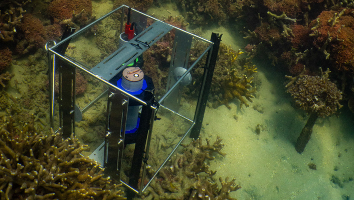 An instrument to measure temperature is on a reef