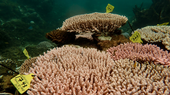 Corals showing signs of bleaching with an ID tag