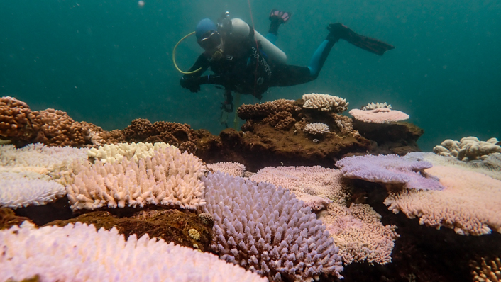 A reefscape shows signs of bleaching with a diver in the background