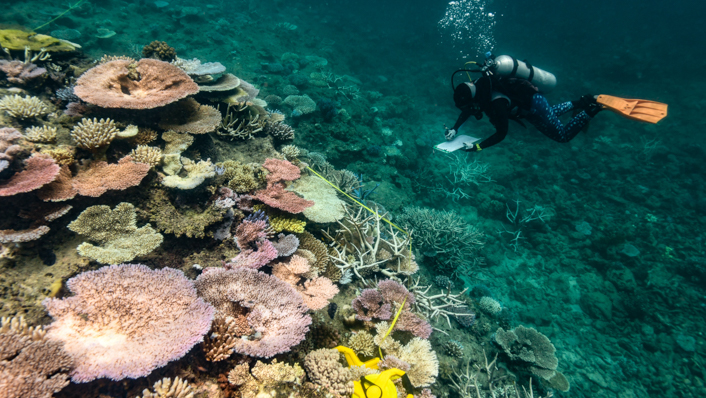 A scuba diver is taking notes underwater next to a reef showing signs of bleaching