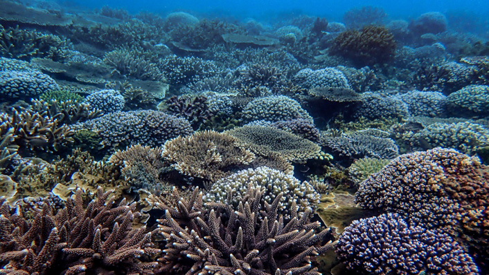 A healthy coral reefscape