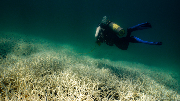 A reefscape showing a field of corals affected by bleaching as a diver swims above