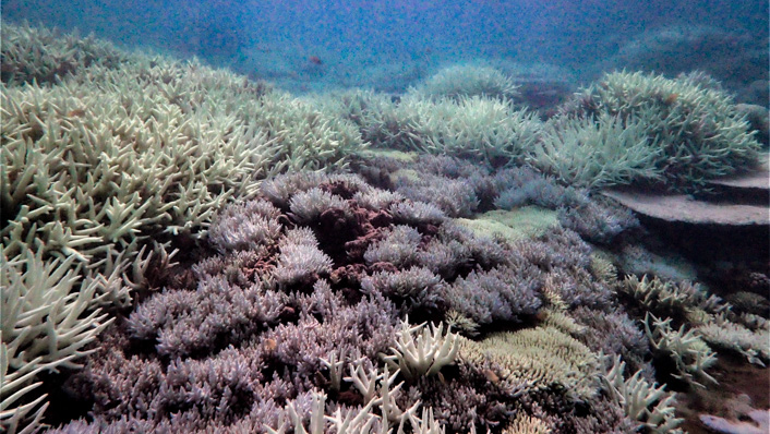 A reefscape shows signs of bleaching