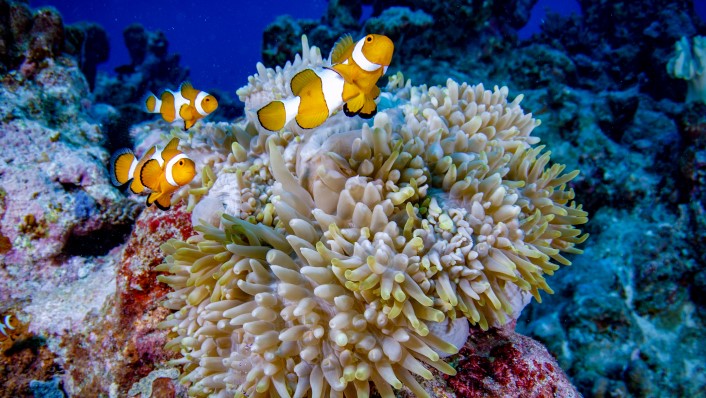 two clown fish with an anemone on a reef