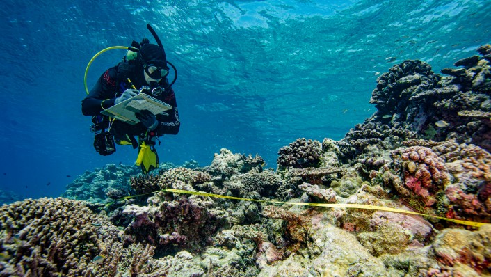 two divers in the water with clipboard going along a yellow transect tape at Scott Reef