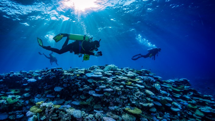 two divers in the water over corals which are pale and obviously bleached