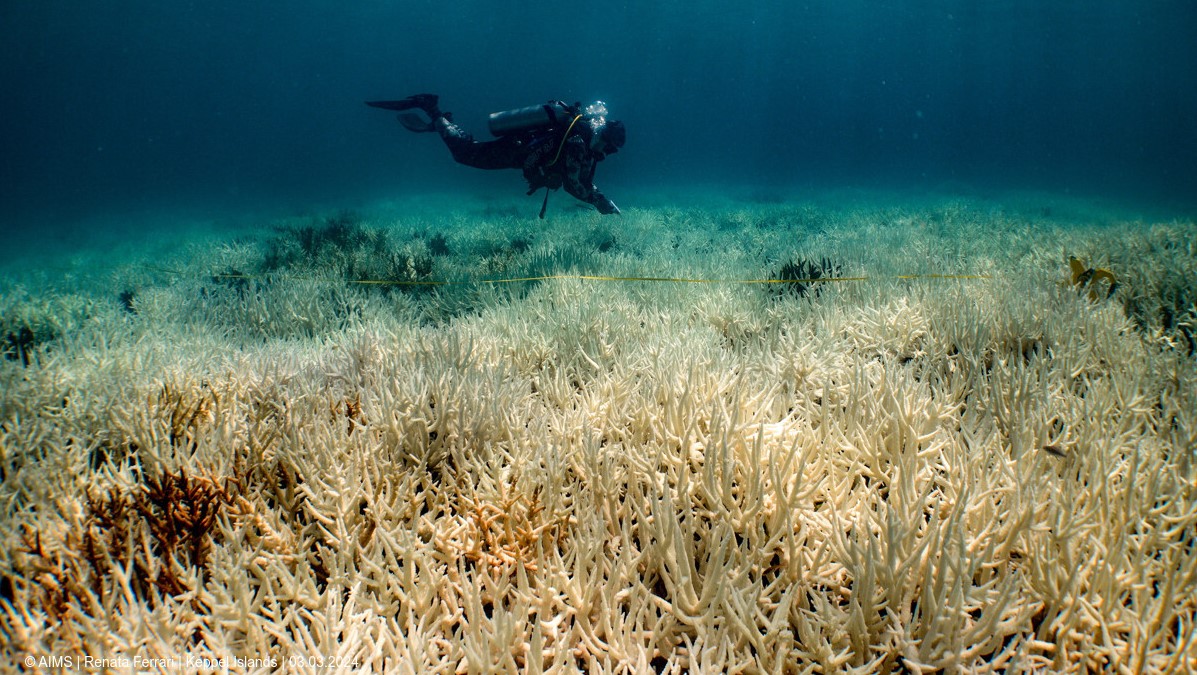 Diver over white branching coral