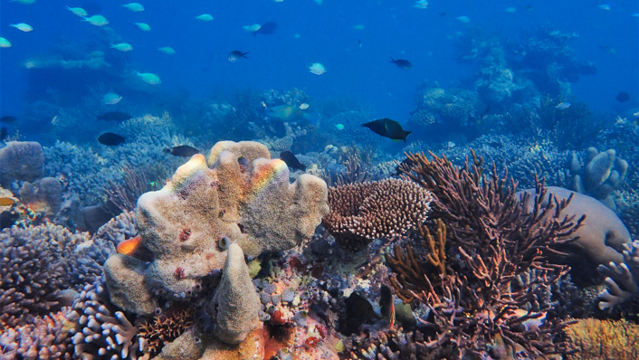 A healthy coral reefscape