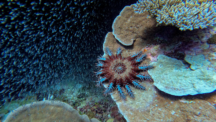 a coral eating starfish sites on a table coral