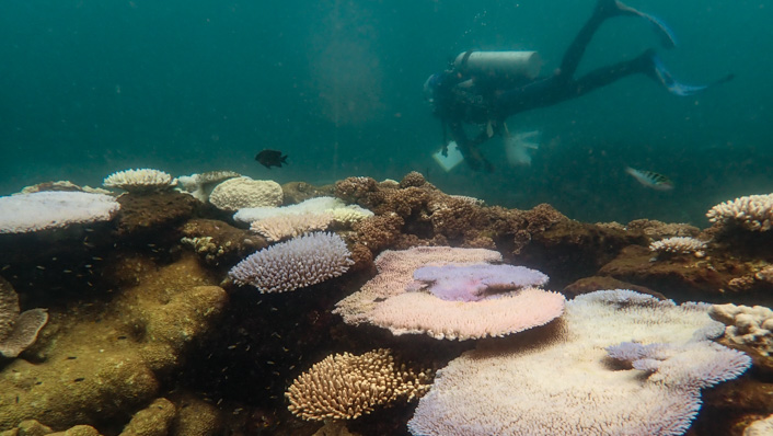 A diver with monitoring equipment swims behind corals showing signs of coral bleaching