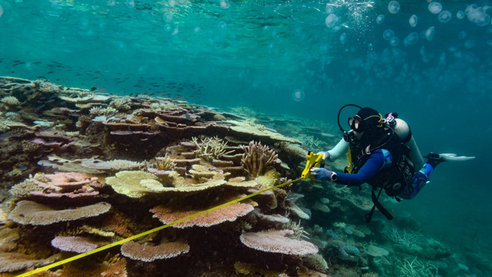 A scuba diver collects data on a reef showing signs of coral bleaching