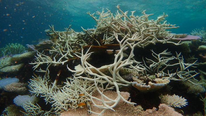 A reefscape showing corals affected by bleaching