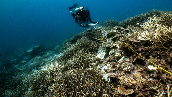 A scuba diver collects data on a reef showing signs of coral bleaching