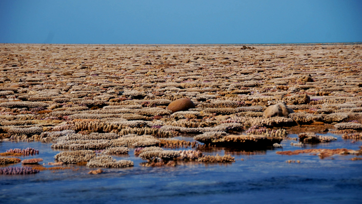 coral exposed at low tide