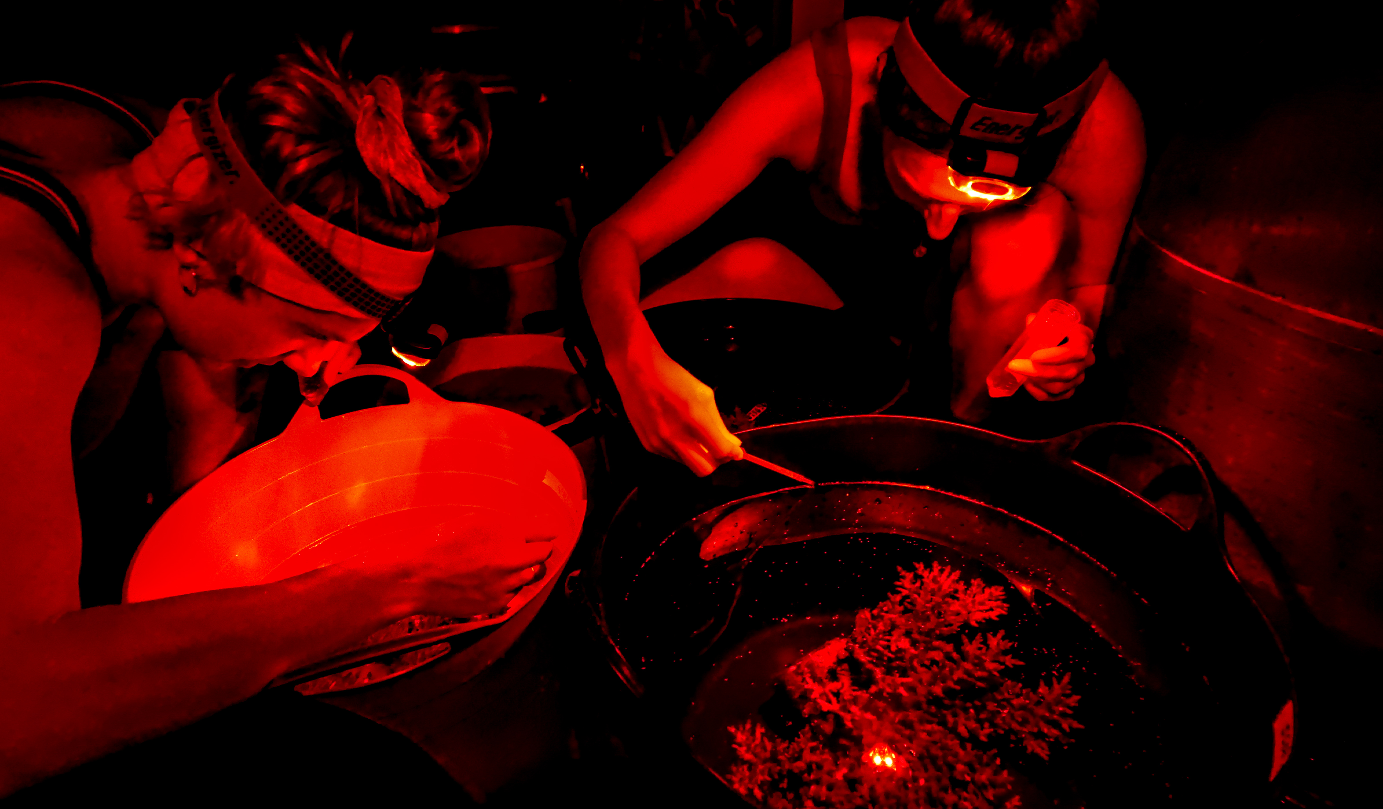 Out of season coral spawning under red lights