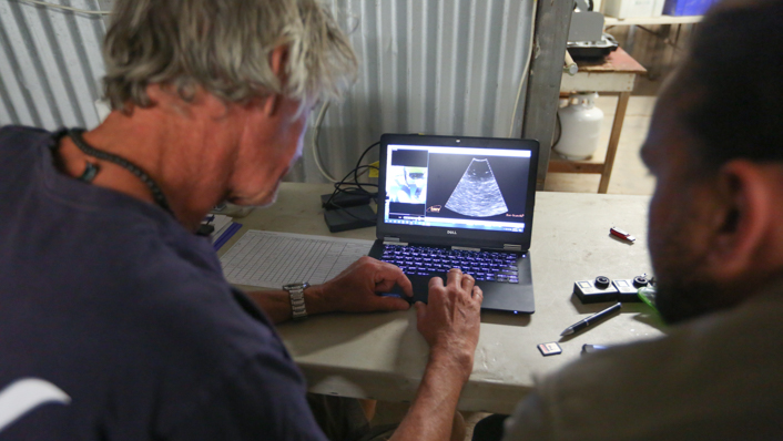 Over the shoulder as two men look at a computer screen that shows an ultrasound image from a whale shark