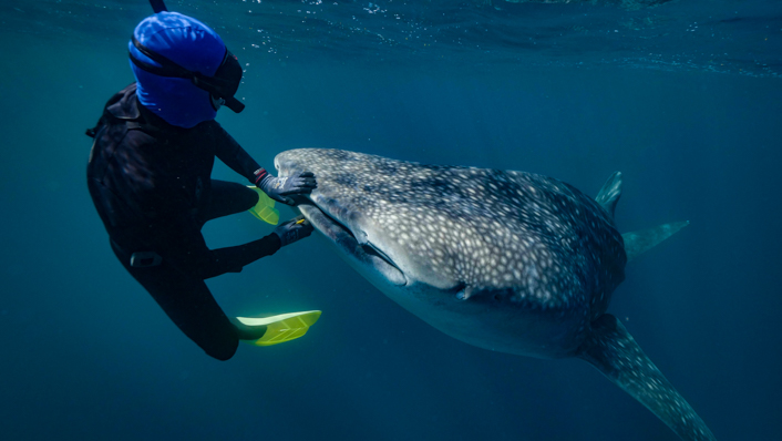 A freediver scraps the lips of a whale shark to remove a parasite