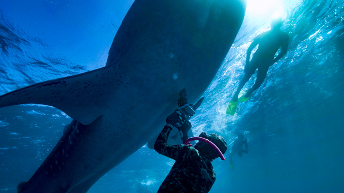 A freediver holds an ultrasound to the underside of a whale shark