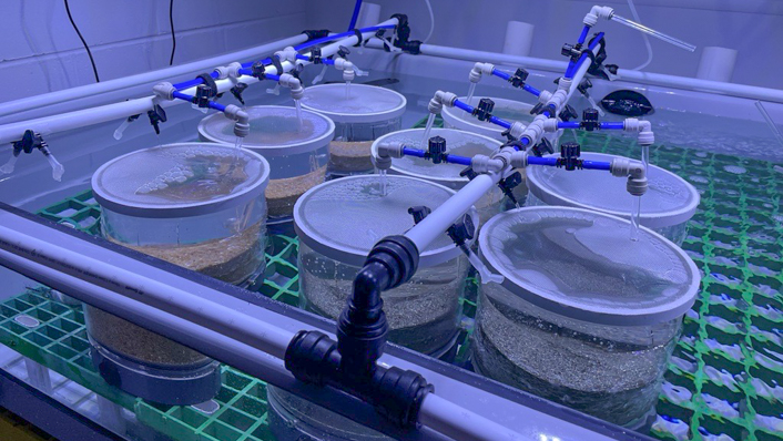 Small tubes filled with sand and sediment sit in an aquaria