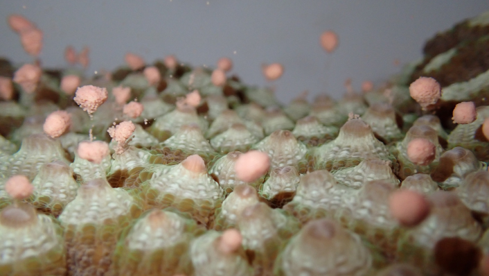 Out of Season Coral Spawning