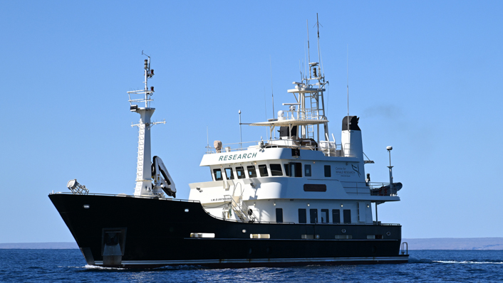 A large vessel used for researching whales is at sea